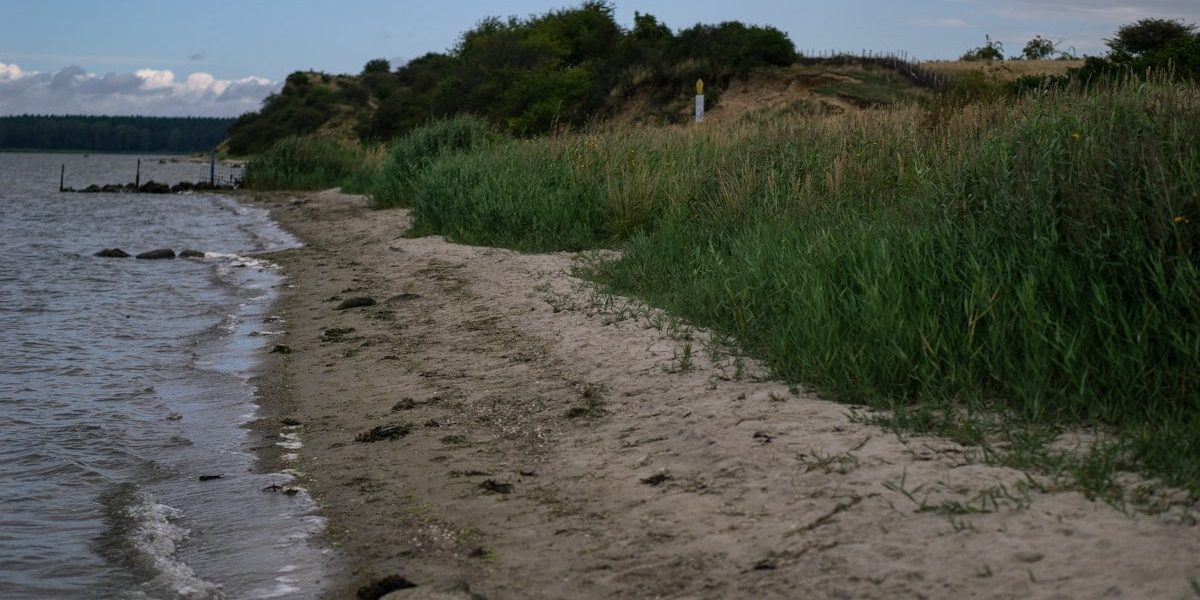green grass near body of water during daytime