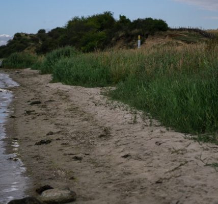green grass near body of water during daytime